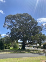 Eucalyptus globulus globulus