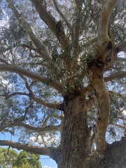 Eucalyptus globulus globulus