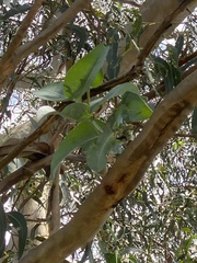 Eucalyptus globulus globulus
