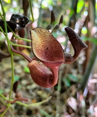 Aristolochia maxima