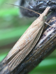 Bactra noteraula