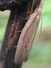 Bactra noteraula