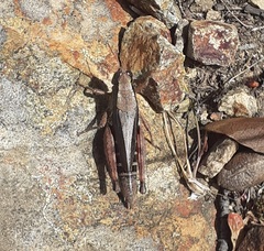 Dichroplus democraticus