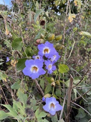 Thunbergia laurifolia