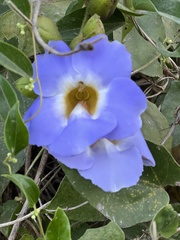 Thunbergia laurifolia