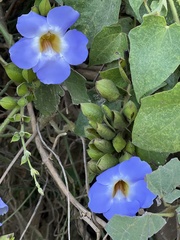 Thunbergia laurifolia