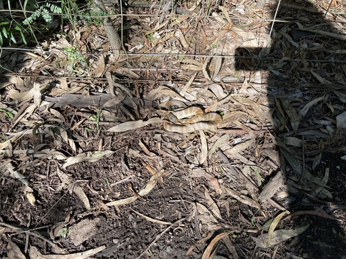 Tiger Snake sighting