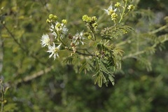 Mimosa quitensis