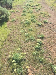 Lomatium dasycarpum dasycarpum
