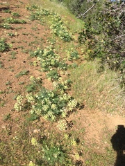 Lomatium dasycarpum dasycarpum