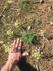 Lomatium dasycarpum dasycarpum