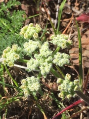 Lomatium dasycarpum dasycarpum