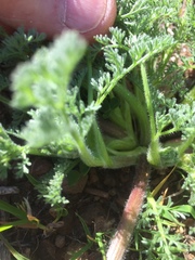 Lomatium dasycarpum dasycarpum