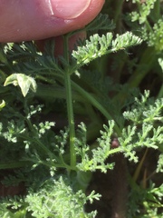 Lomatium dasycarpum dasycarpum