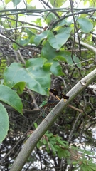 Diactor bilineatus