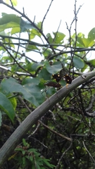 Diactor bilineatus
