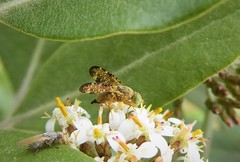 Austrotephritis marginata