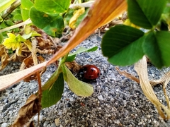 Coccinella septempunctata