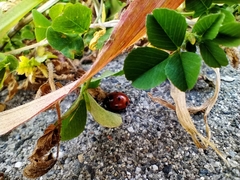 Coccinella septempunctata