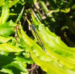 Cyanallagma interruptum