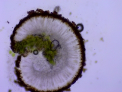 Candelariella antennaria