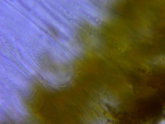 Candelariella antennaria