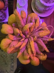 Citrus medica sarcodactylis