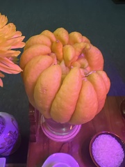 Citrus medica sarcodactylis