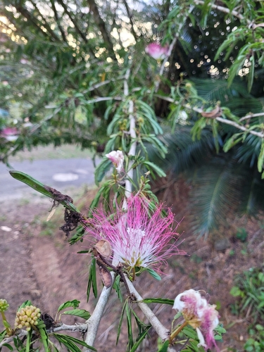 Calliandra surinamensis