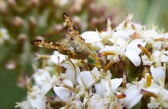 Austrotephritis marginata