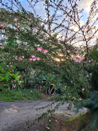 Calliandra surinamensis