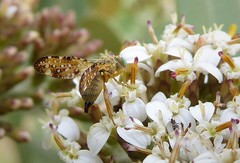 Austrotephritis marginata