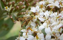 Austrotephritis marginata
