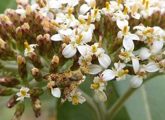 Austrotephritis marginata