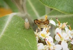 Austrotephritis marginata
