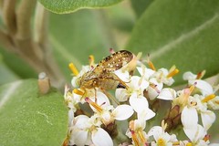 Austrotephritis marginata