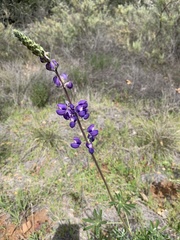 Lupinus albifrons albifrons