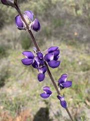 Lupinus albifrons albifrons
