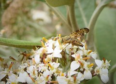 Austrotephritis marginata