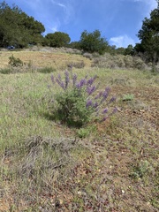 Lupinus albifrons albifrons