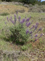 Lupinus albifrons albifrons
