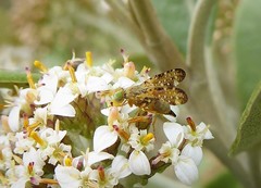 Austrotephritis marginata