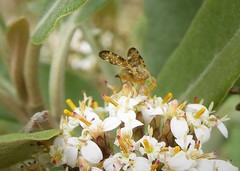 Austrotephritis marginata