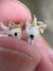 Argyroploce chlorosaris