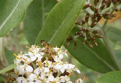 Austrotephritis marginata