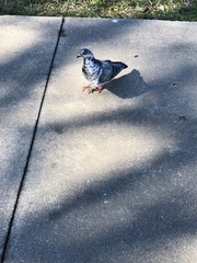Columba livia domestica