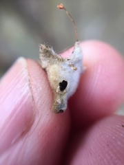 Argyroploce chlorosaris