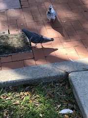 Columba livia domestica