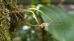 Masdevallia nidifica