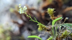 Platystele microtatantha